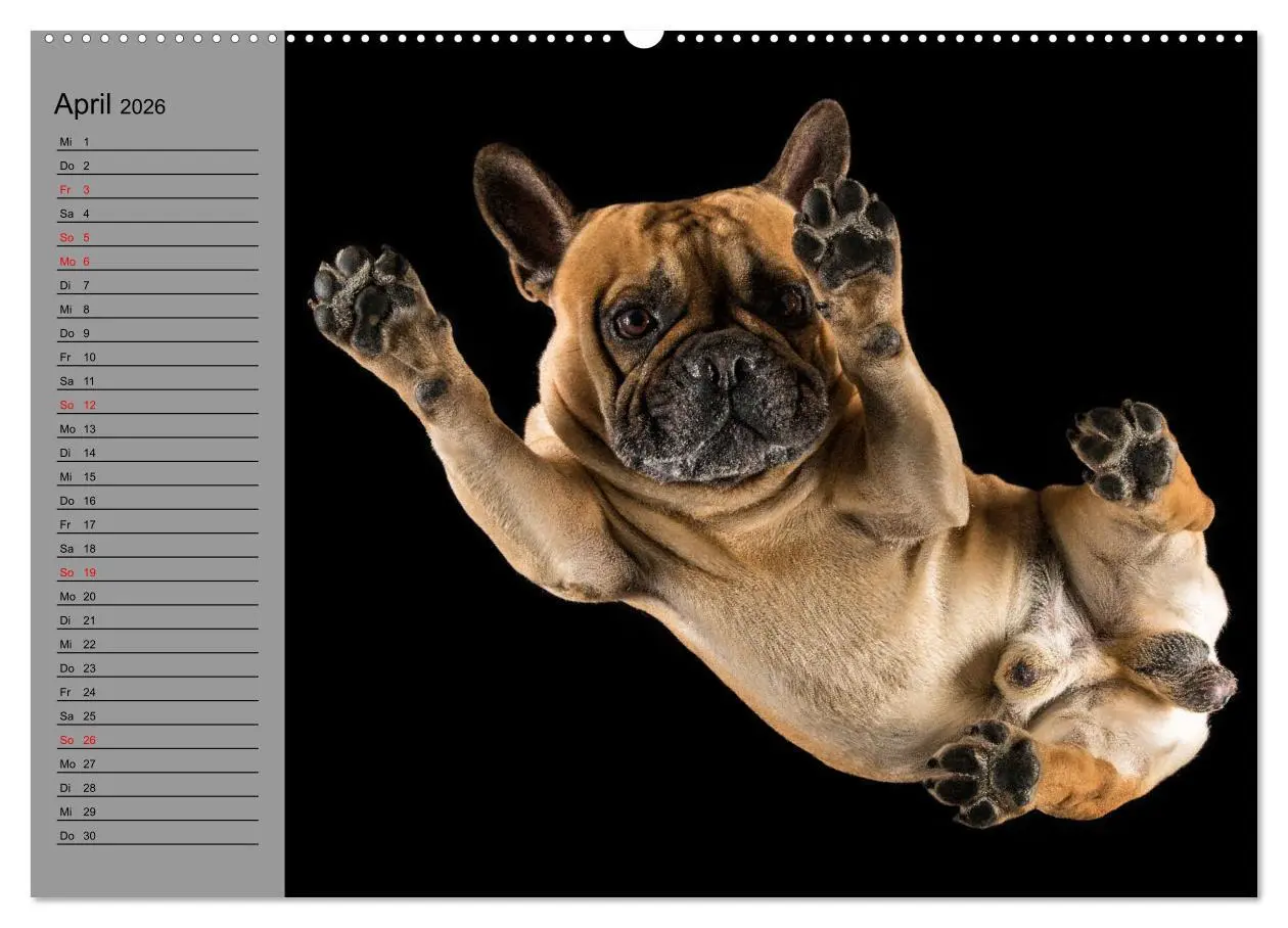 Bild: 9783457622322 | Bullymania - Französische Bulldoggen (Wandkalender 2026 DIN A2...