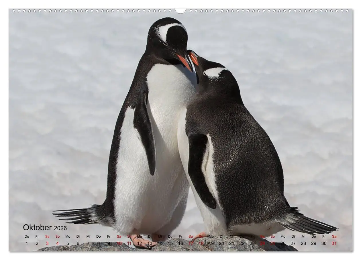 Bild: 9783457932322 | Antarktis, die eisige Heimat der Pinguine (Wandkalender 2026 DIN A2...