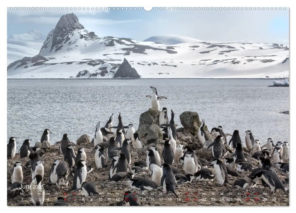 Bild: 9783457932322 | Antarktis, die eisige Heimat der Pinguine (Wandkalender 2026 DIN A2...
