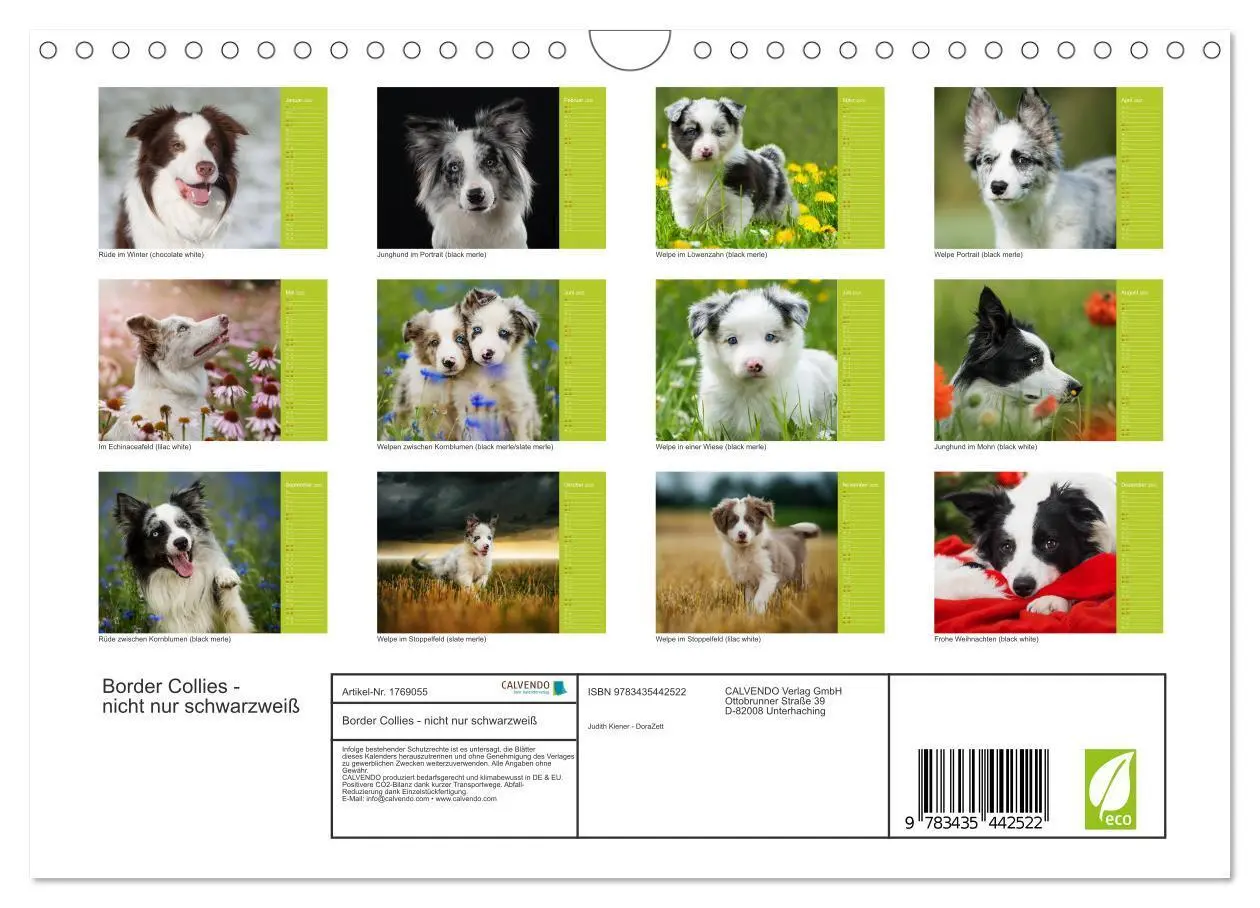 Bild: 9783435442522 | Border Collies - nicht nur schwarzweiß (Wandkalender 2025 DIN A4...