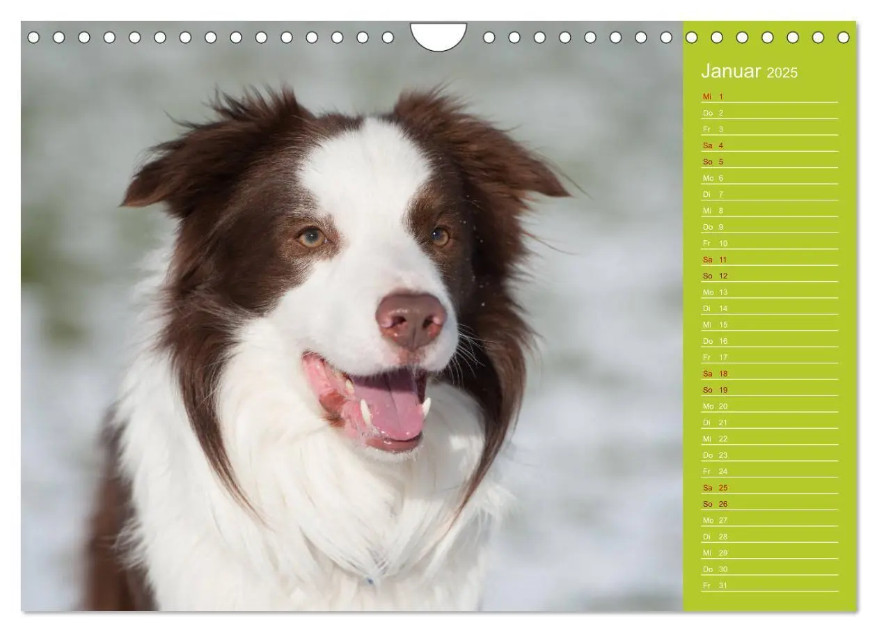 Bild: 9783435442522 | Border Collies - nicht nur schwarzweiß (Wandkalender 2025 DIN A4...