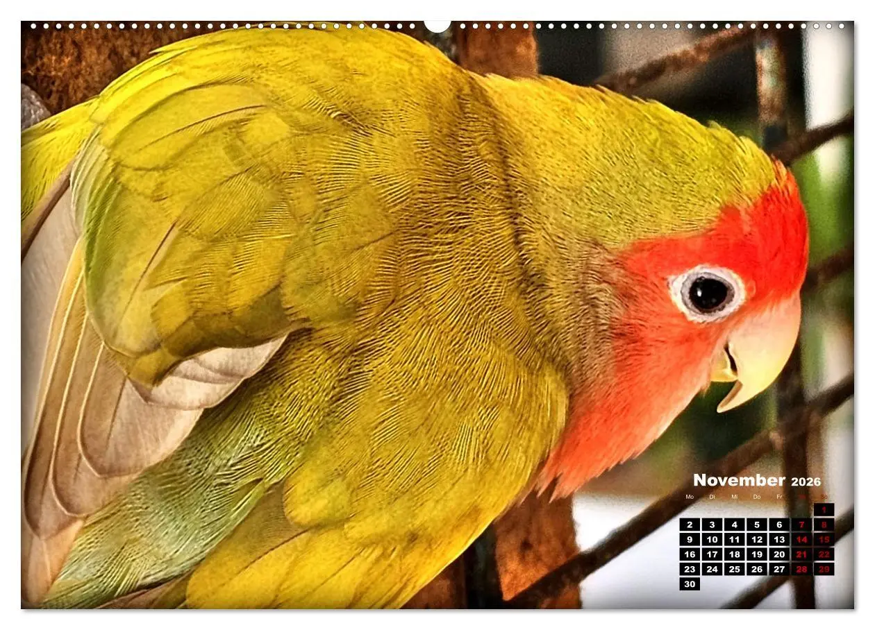 Bild: 9783457392522 | Die Unzertrennlichen (Wandkalender 2026 DIN A2 quer), CALVENDO...