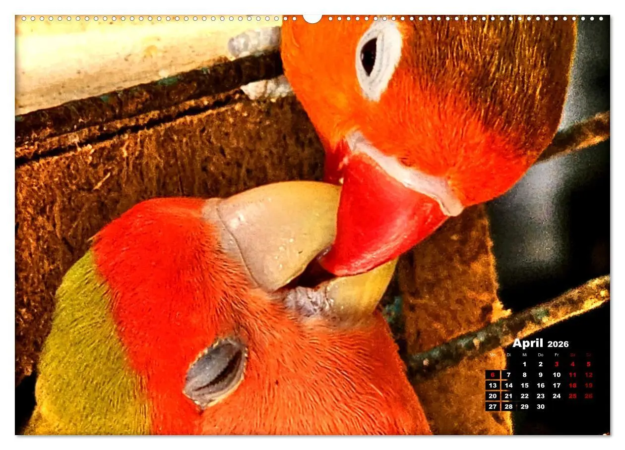 Bild: 9783457392522 | Die Unzertrennlichen (Wandkalender 2026 DIN A2 quer), CALVENDO...