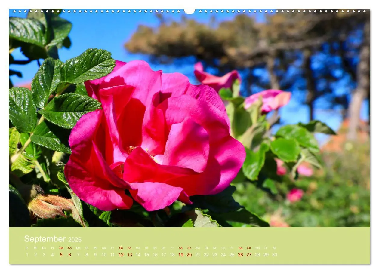 Bild: 9783457692622 | Hiddensee mon amour (Wandkalender 2026 DIN A2 quer), CALVENDO...