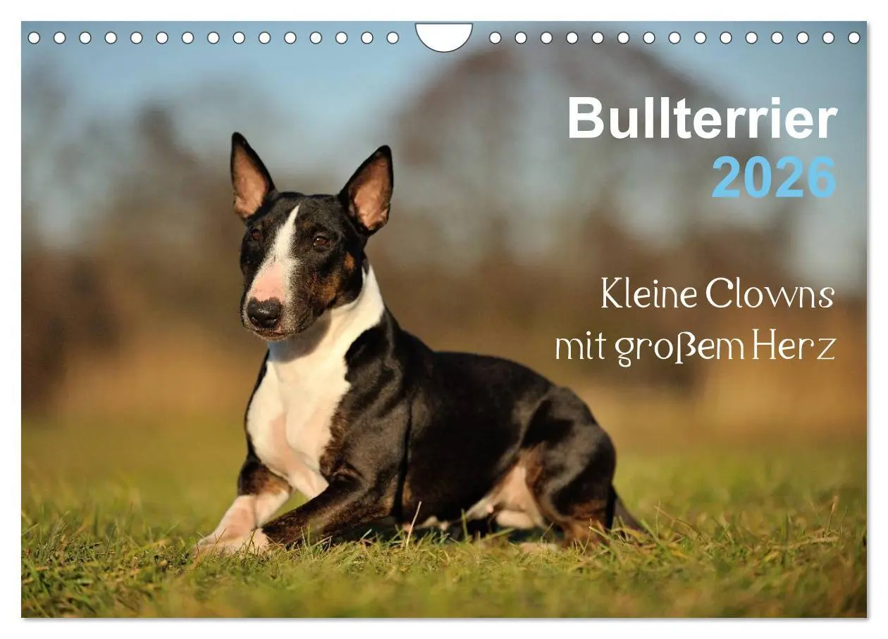 Cover: 9783516092622 | Bullterrier 2026 - Kleine Clowns mit großem Herz (Wandkalender 2026...