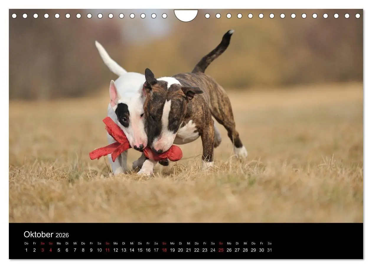 Bild: 9783516092622 | Bullterrier 2026 - Kleine Clowns mit großem Herz (Wandkalender 2026...