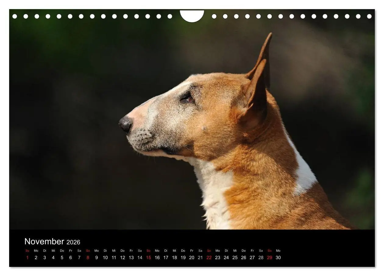 Bild: 9783516092622 | Bullterrier 2026 - Kleine Clowns mit großem Herz (Wandkalender 2026...