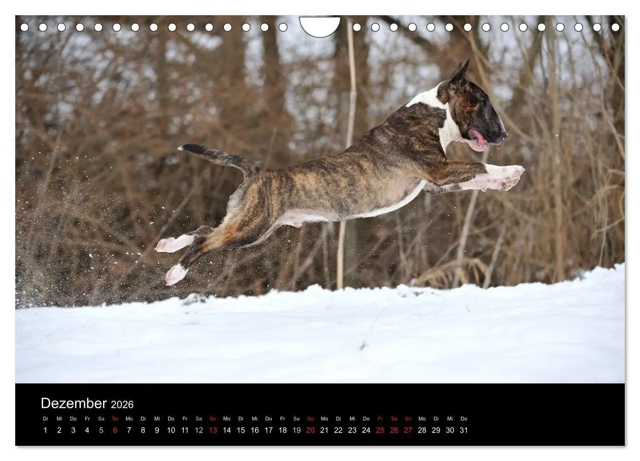 Bild: 9783516092622 | Bullterrier 2026 - Kleine Clowns mit großem Herz (Wandkalender 2026...