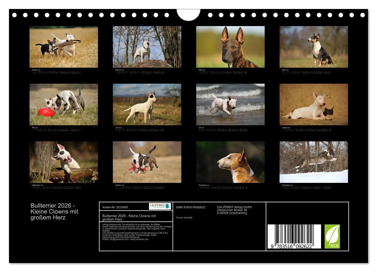 Bild: 9783516092622 | Bullterrier 2026 - Kleine Clowns mit großem Herz (Wandkalender 2026...
