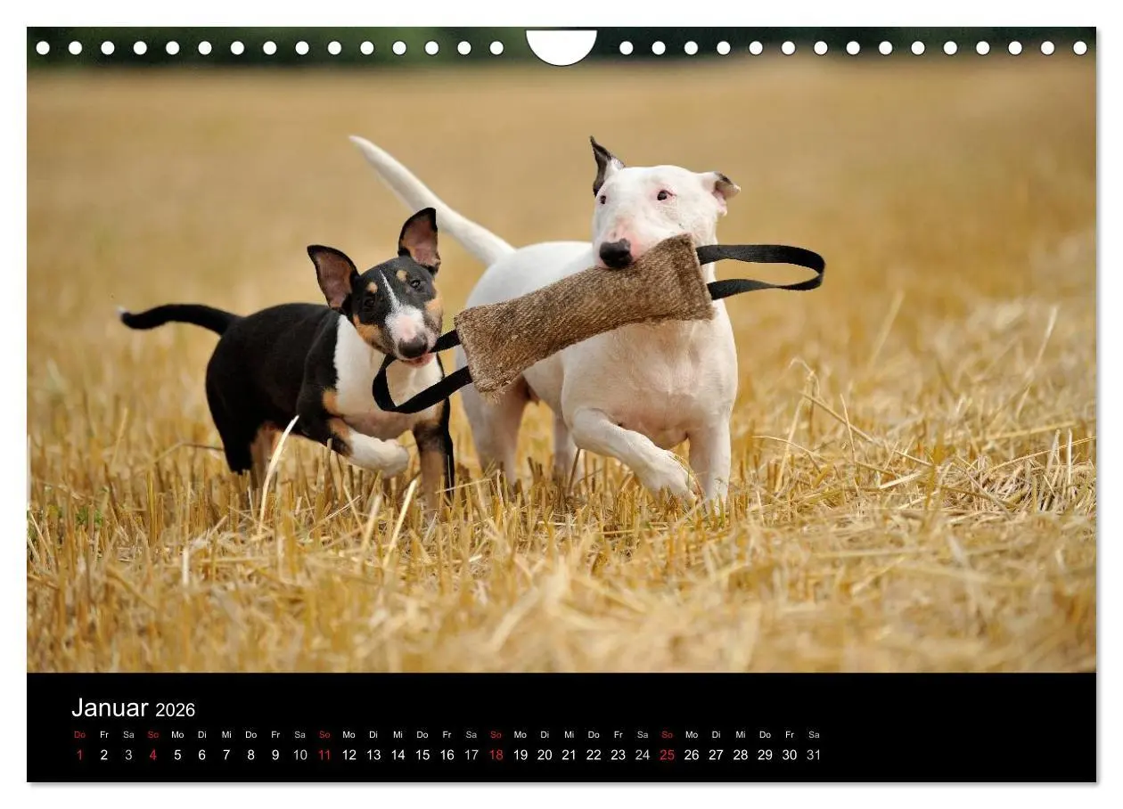 Bild: 9783516092622 | Bullterrier 2026 - Kleine Clowns mit großem Herz (Wandkalender 2026...