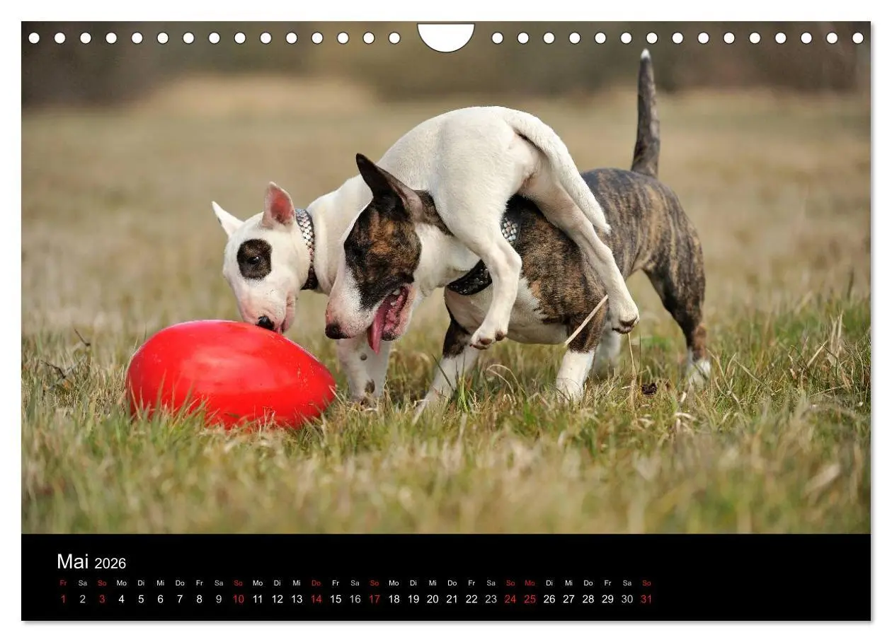 Bild: 9783516092622 | Bullterrier 2026 - Kleine Clowns mit großem Herz (Wandkalender 2026...