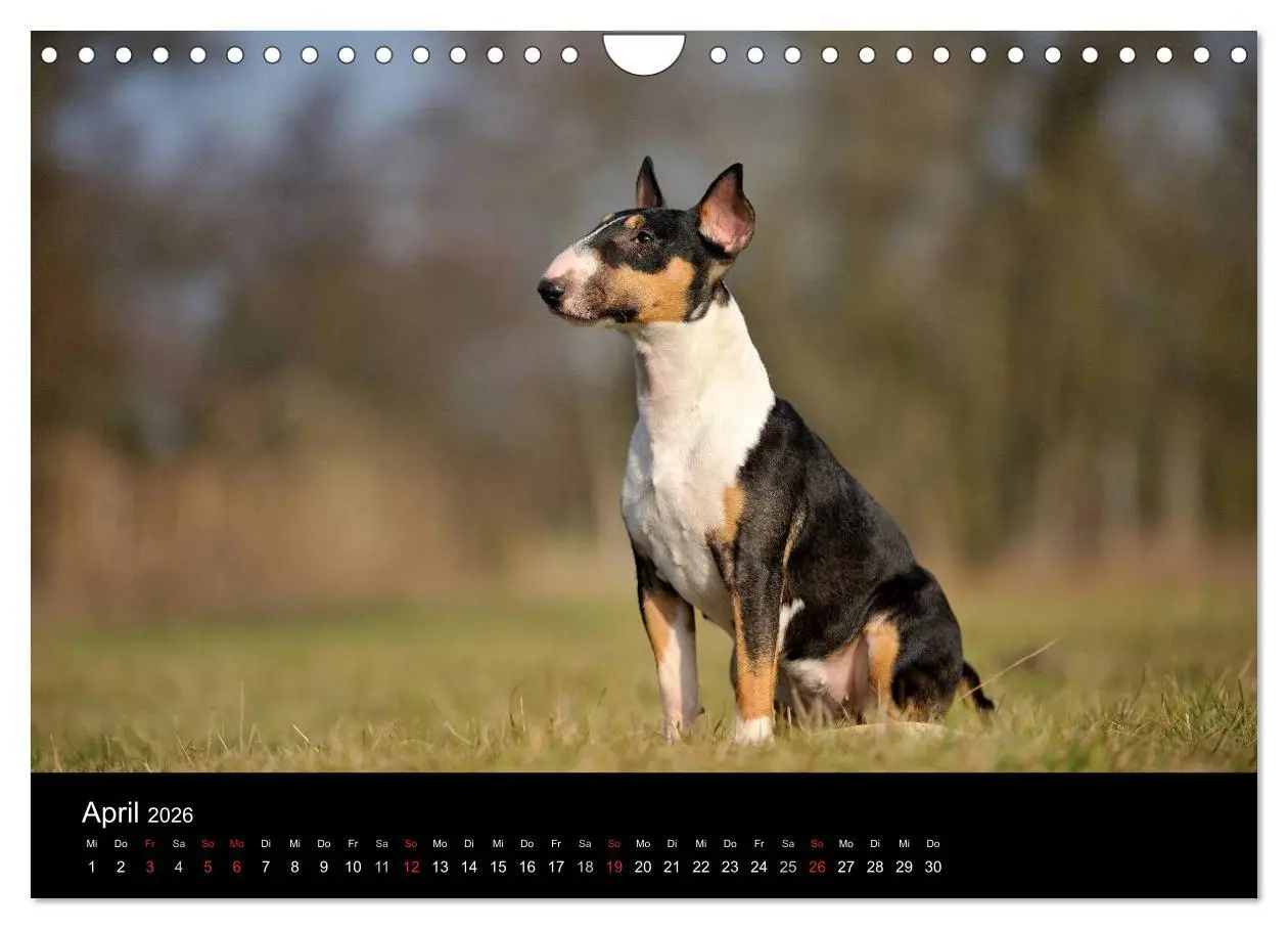 Bild: 9783516092622 | Bullterrier 2026 - Kleine Clowns mit großem Herz (Wandkalender 2026...