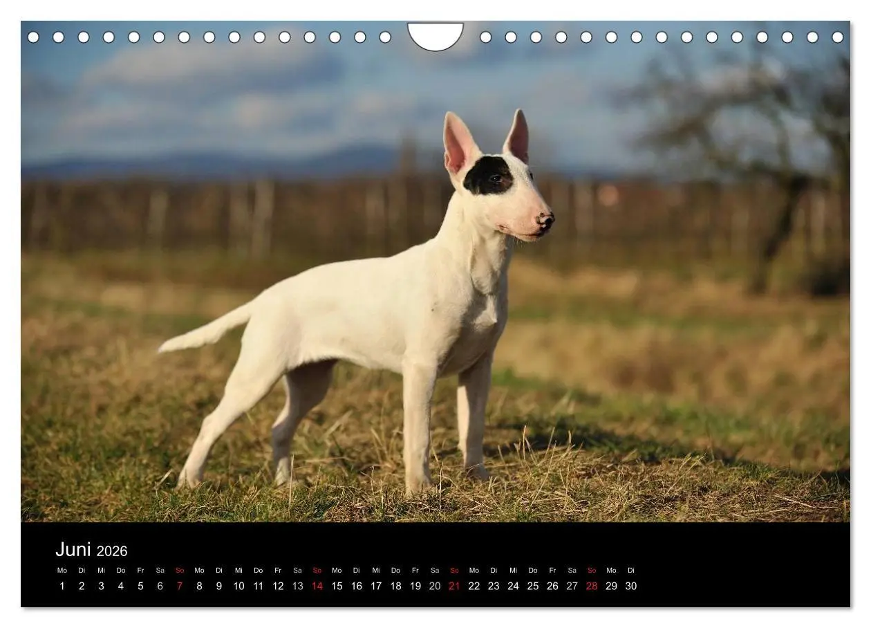Bild: 9783516092622 | Bullterrier 2026 - Kleine Clowns mit großem Herz (Wandkalender 2026...