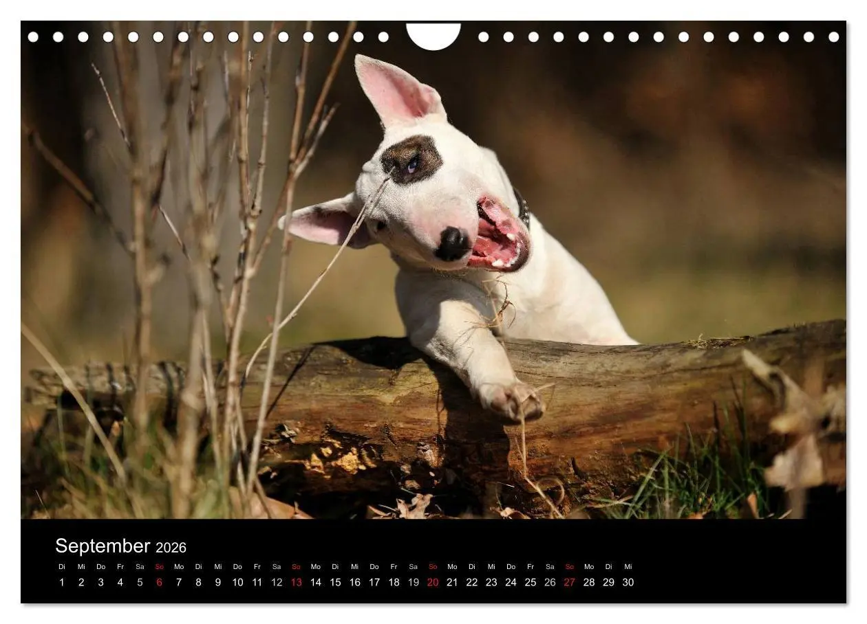 Bild: 9783516092622 | Bullterrier 2026 - Kleine Clowns mit großem Herz (Wandkalender 2026...