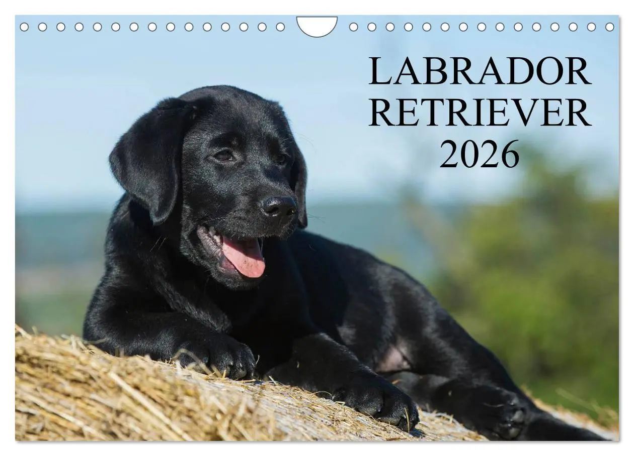 Cover: 9783516162622 | Labrador Retriever 2026 (Wandkalender 2026 DIN A4 quer), CALVENDO...