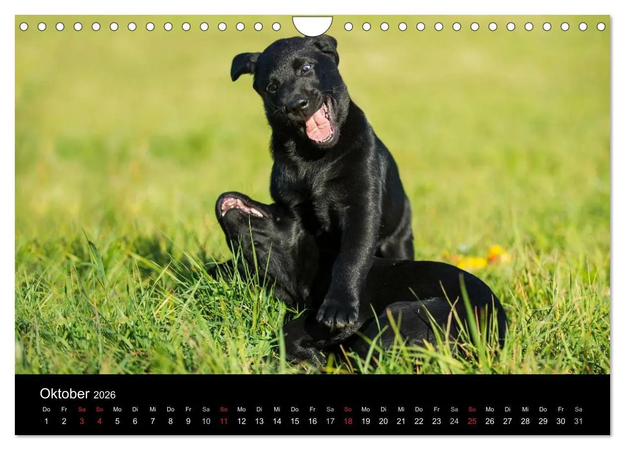Bild: 9783516162622 | Labrador Retriever 2026 (Wandkalender 2026 DIN A4 quer), CALVENDO...