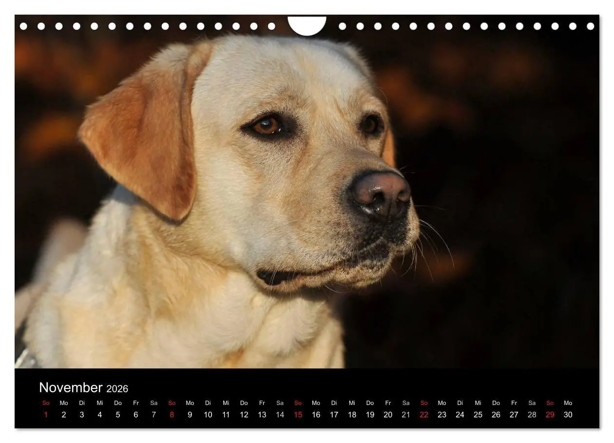 Bild: 9783516162622 | Labrador Retriever 2026 (Wandkalender 2026 DIN A4 quer), CALVENDO...