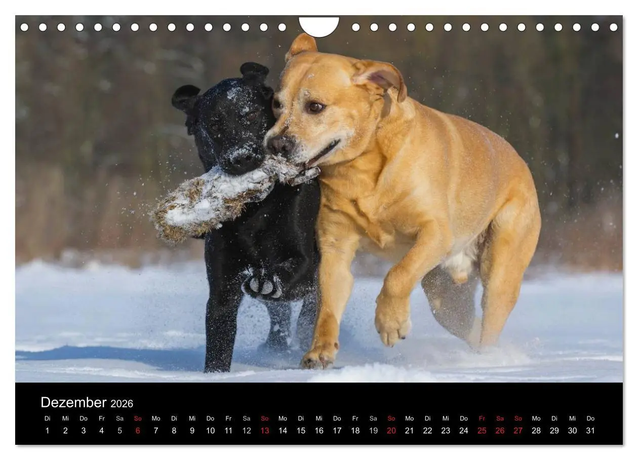 Bild: 9783516162622 | Labrador Retriever 2026 (Wandkalender 2026 DIN A4 quer), CALVENDO...