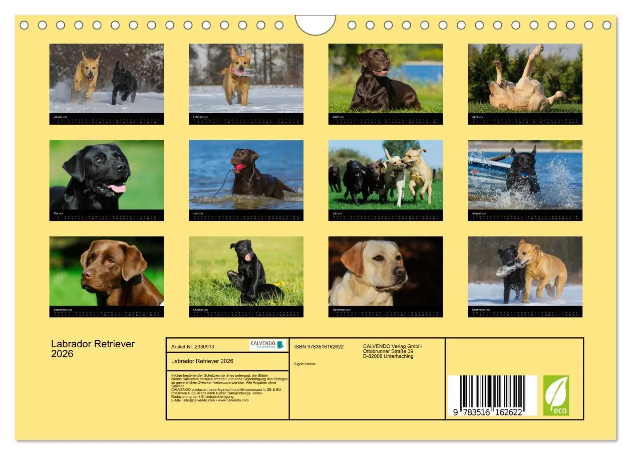 Bild: 9783516162622 | Labrador Retriever 2026 (Wandkalender 2026 DIN A4 quer), CALVENDO...