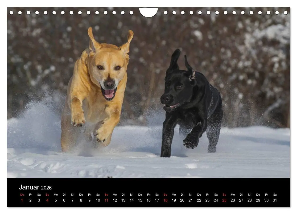 Bild: 9783516162622 | Labrador Retriever 2026 (Wandkalender 2026 DIN A4 quer), CALVENDO...