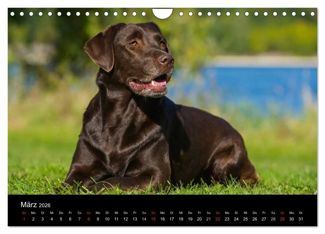 Bild: 9783516162622 | Labrador Retriever 2026 (Wandkalender 2026 DIN A4 quer), CALVENDO...