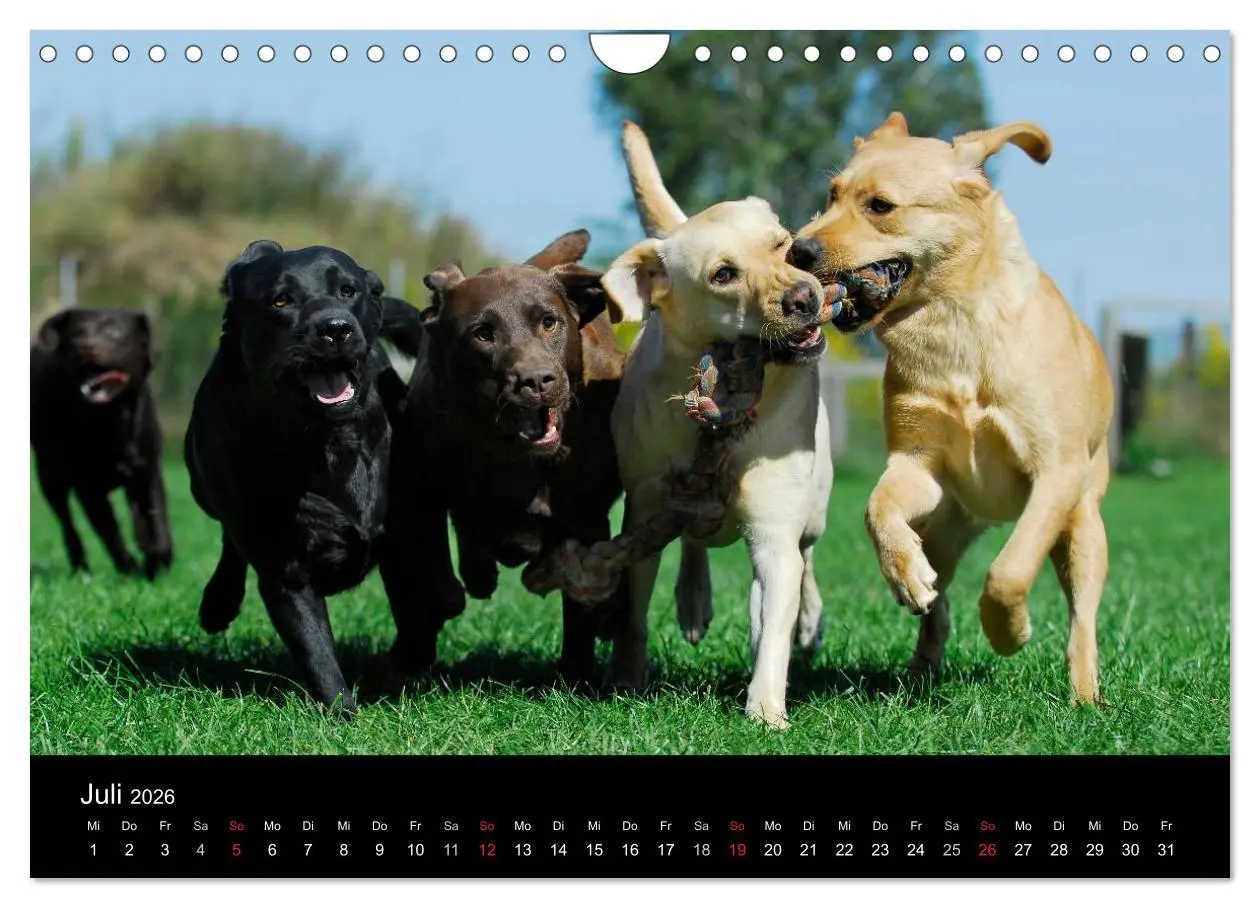 Bild: 9783516162622 | Labrador Retriever 2026 (Wandkalender 2026 DIN A4 quer), CALVENDO...
