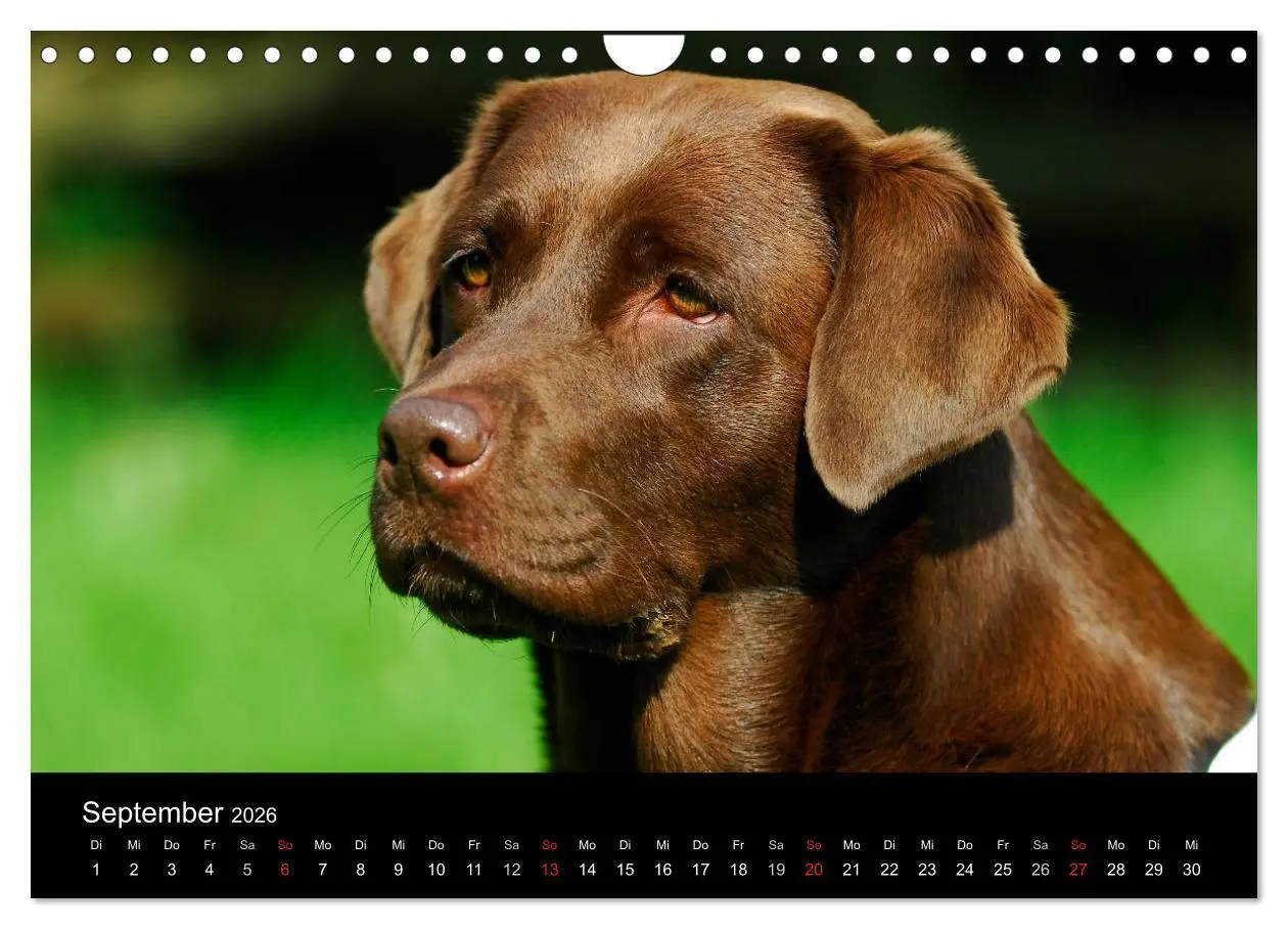 Bild: 9783516162622 | Labrador Retriever 2026 (Wandkalender 2026 DIN A4 quer), CALVENDO...