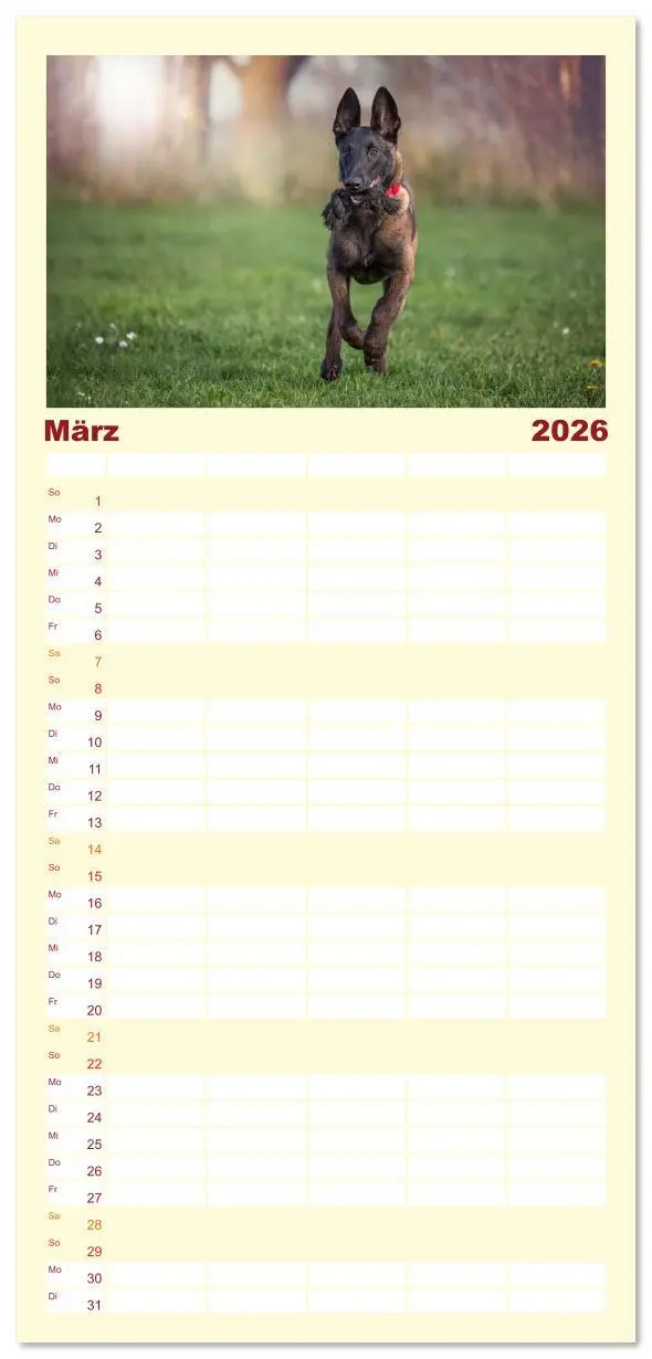 Bild: 9783516612622 | Familienplaner 2026 - Traumhund Malinois mit 5 Spalten...