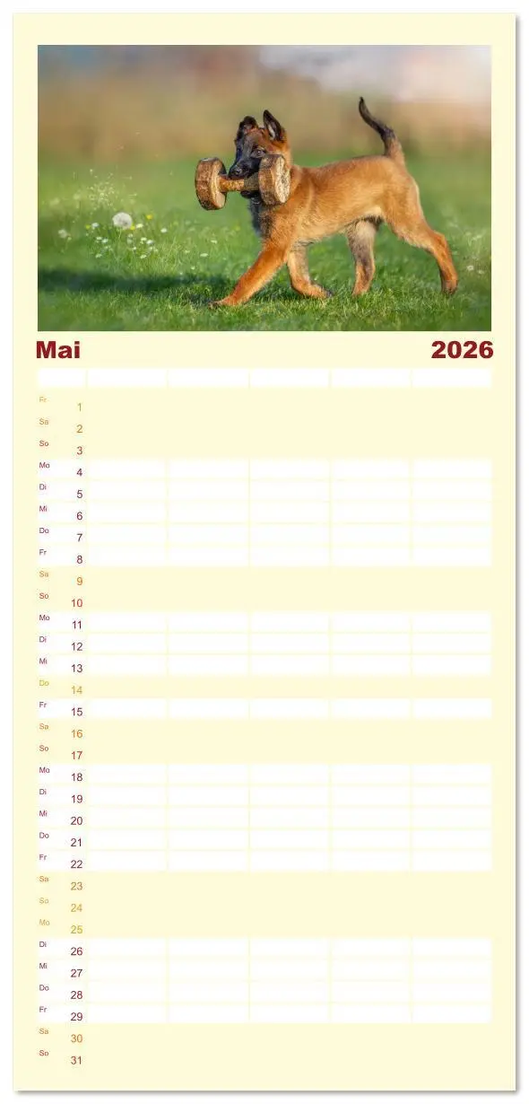 Bild: 9783516612622 | Familienplaner 2026 - Traumhund Malinois mit 5 Spalten...