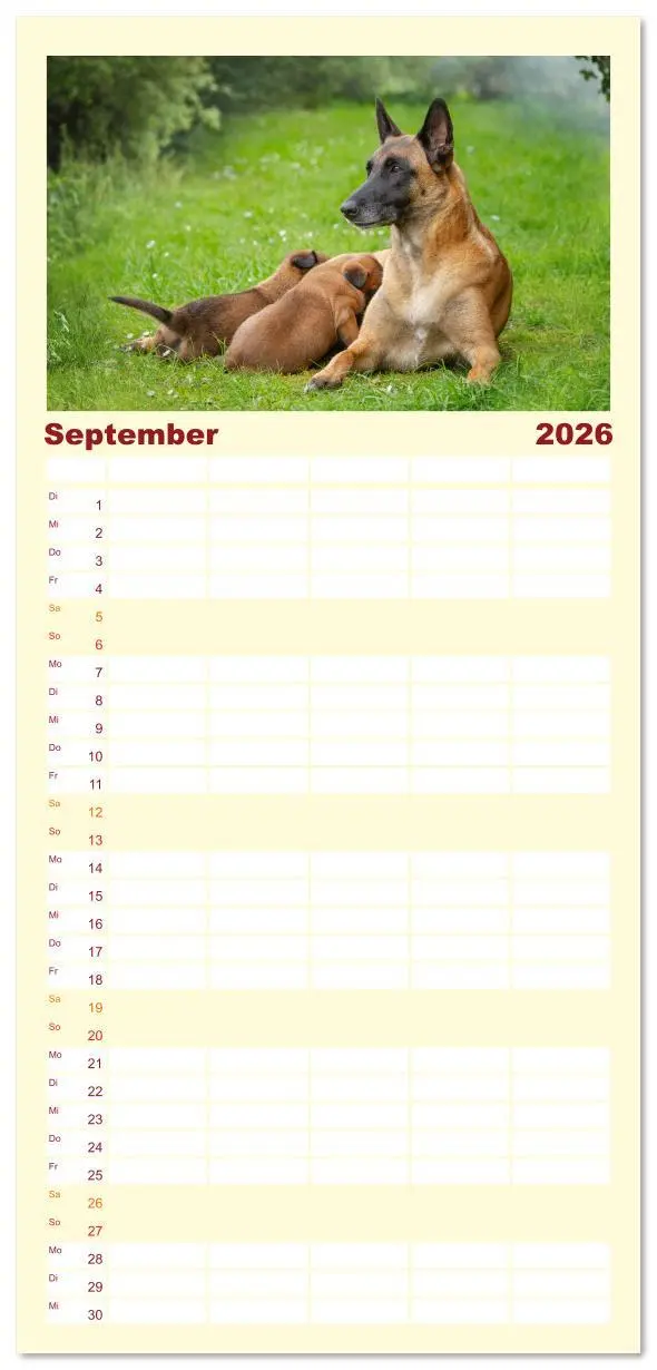 Bild: 9783516612622 | Familienplaner 2026 - Traumhund Malinois mit 5 Spalten...