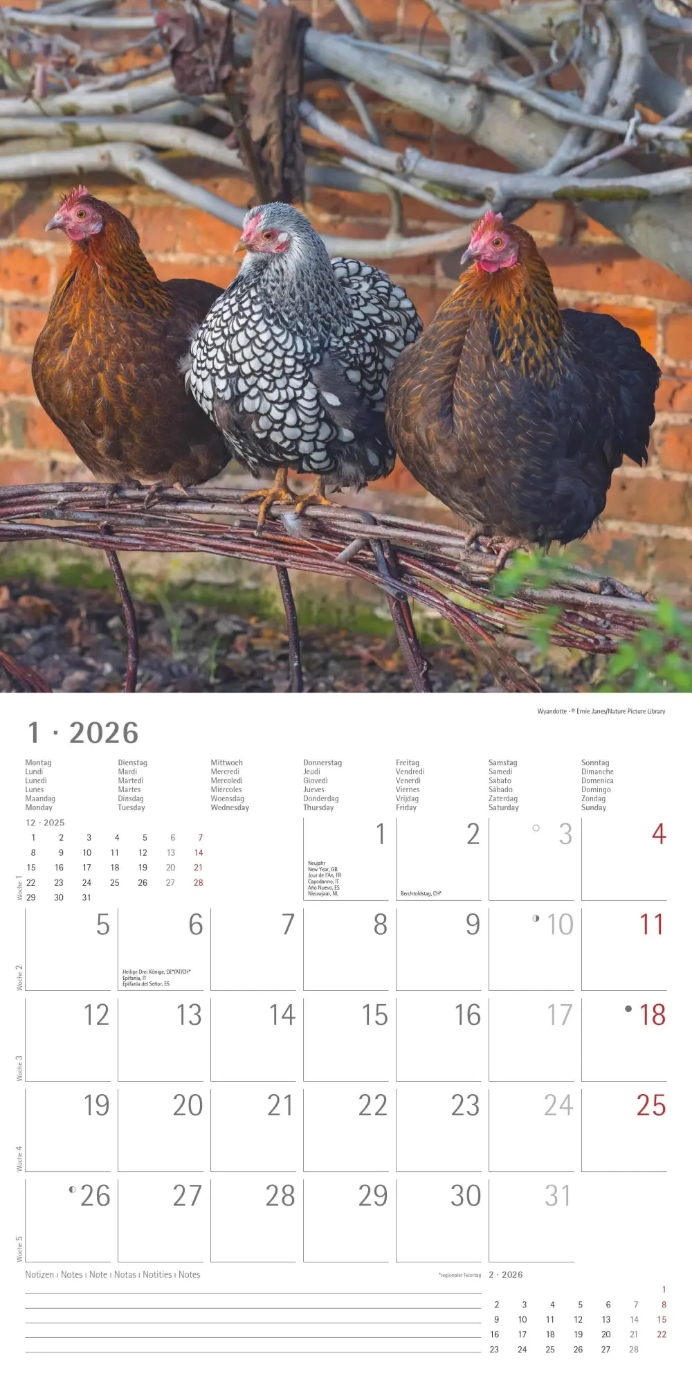 Bild: 4069095002722 | Hühner 2026 - Broschürenkalender 30x30 cm (30x60 geöffnet) -...