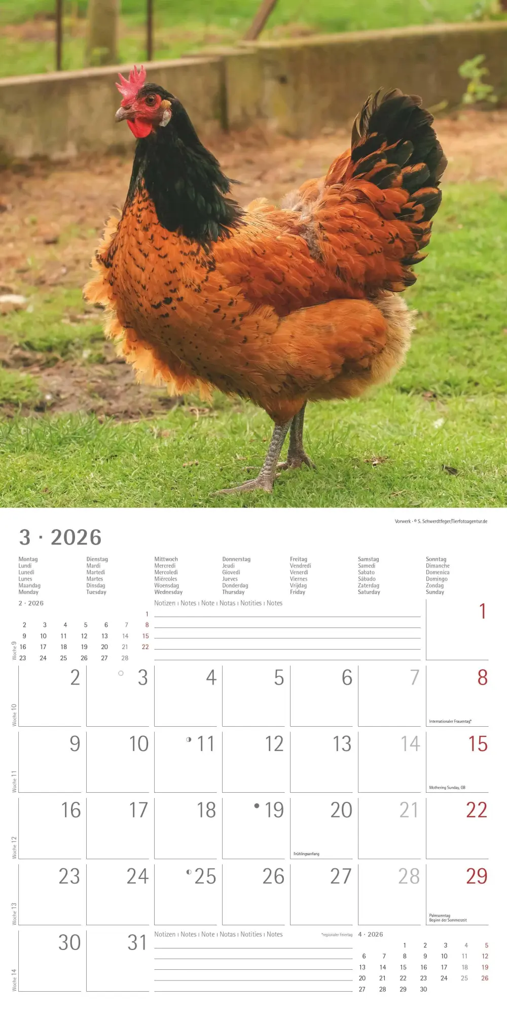 Bild: 4069095002722 | Hühner 2026 - Broschürenkalender 30x30 cm (30x60 geöffnet) -...