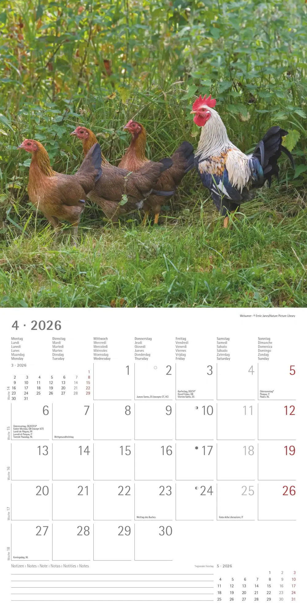 Bild: 4069095002722 | Hühner 2026 - Broschürenkalender 30x30 cm (30x60 geöffnet) -...