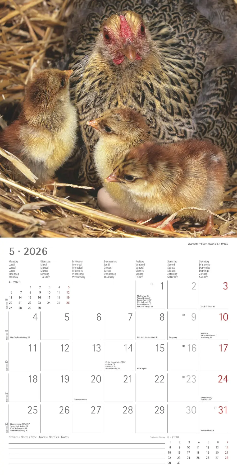 Bild: 4069095002722 | Hühner 2026 - Broschürenkalender 30x30 cm (30x60 geöffnet) -...