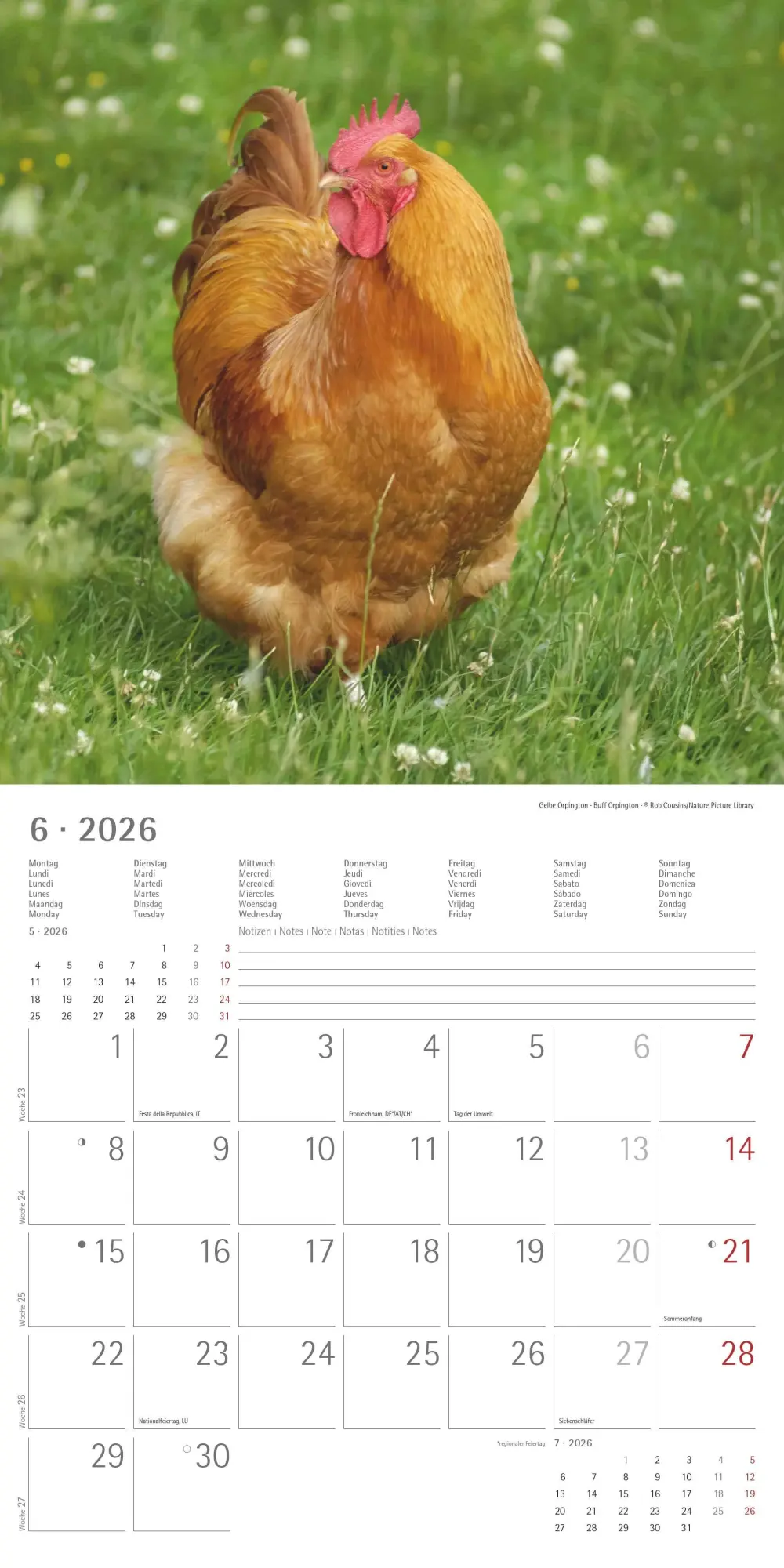 Bild: 4069095002722 | Hühner 2026 - Broschürenkalender 30x30 cm (30x60 geöffnet) -...