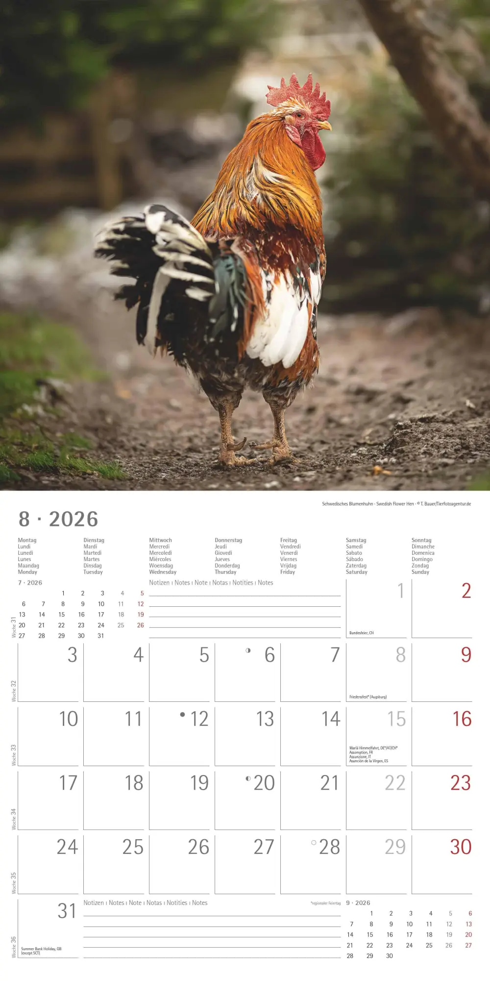 Bild: 4069095002722 | Hühner 2026 - Broschürenkalender 30x30 cm (30x60 geöffnet) -...