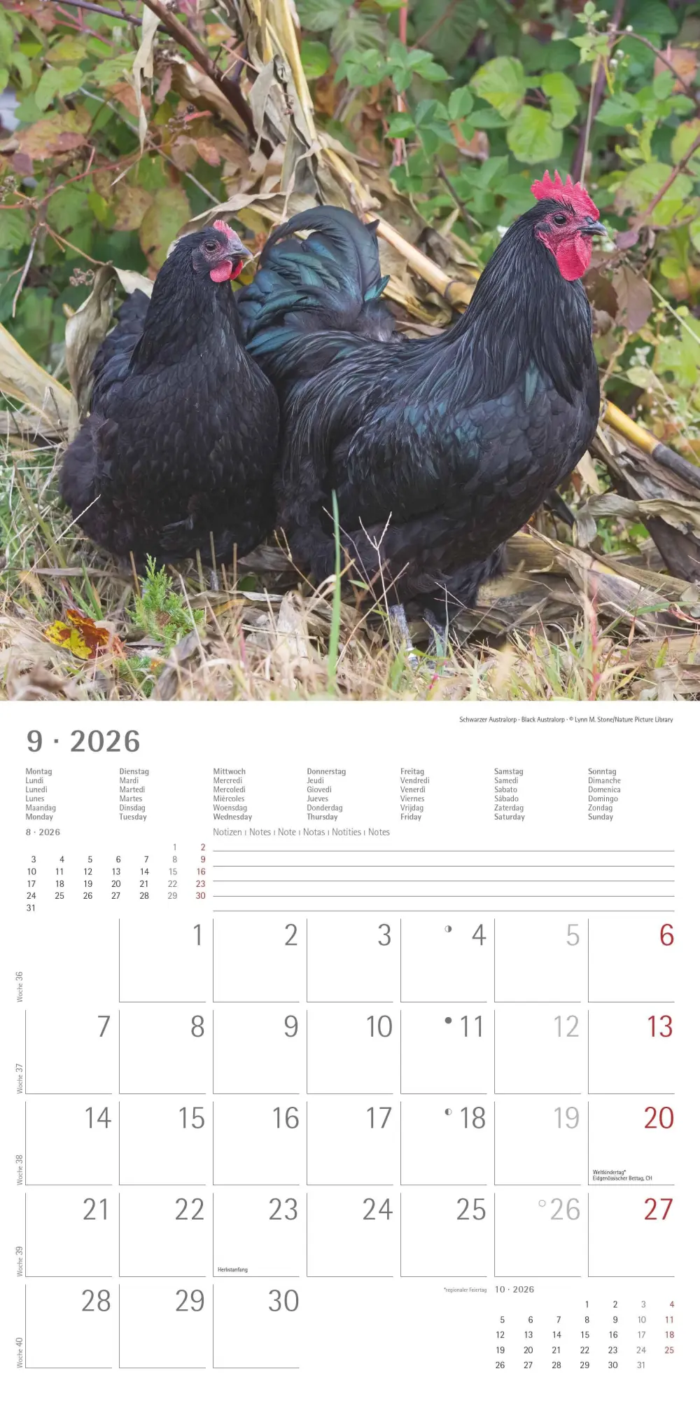 Bild: 4069095002722 | Hühner 2026 - Broschürenkalender 30x30 cm (30x60 geöffnet) -...
