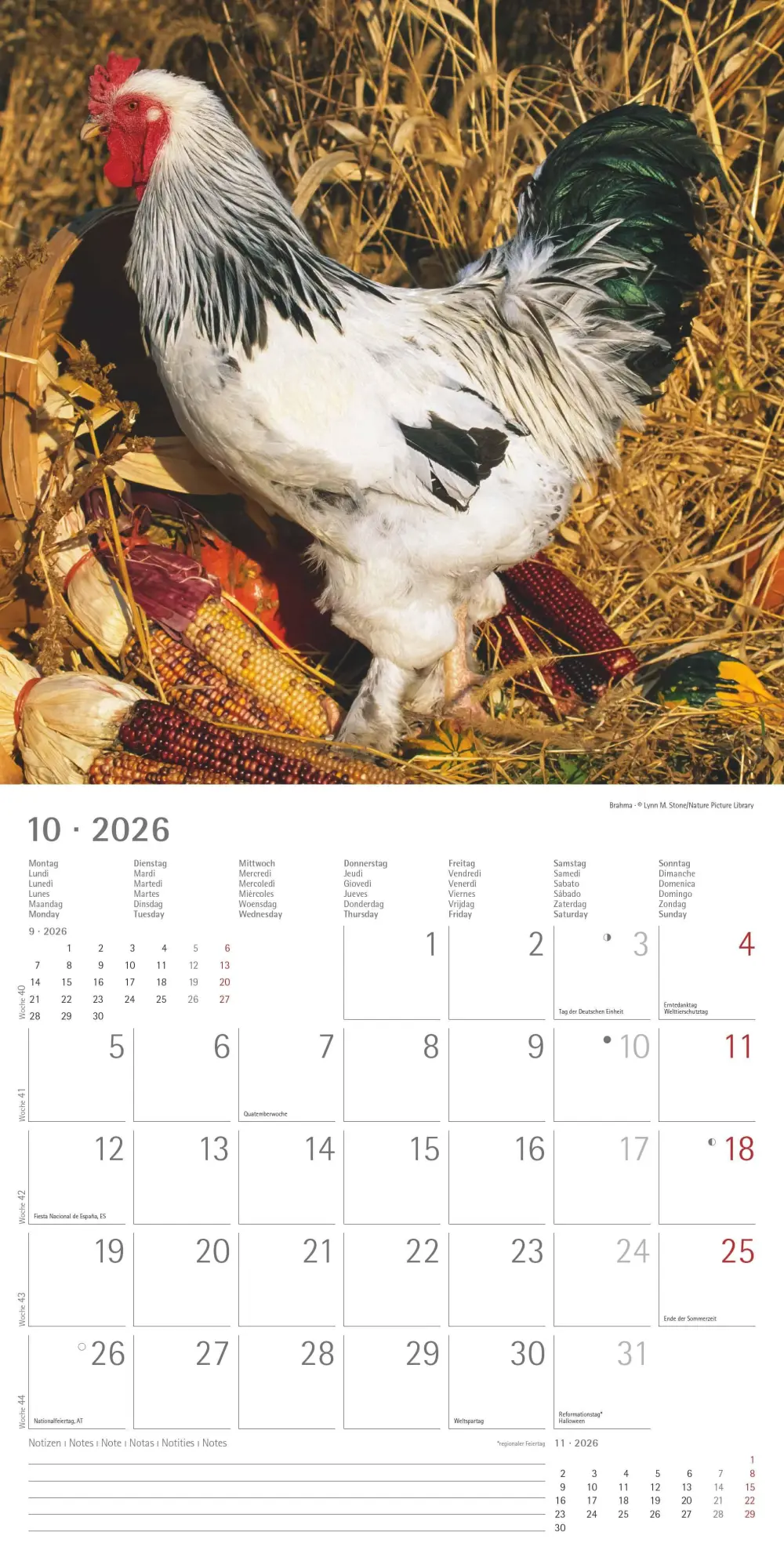 Bild: 4069095002722 | Hühner 2026 - Broschürenkalender 30x30 cm (30x60 geöffnet) -...