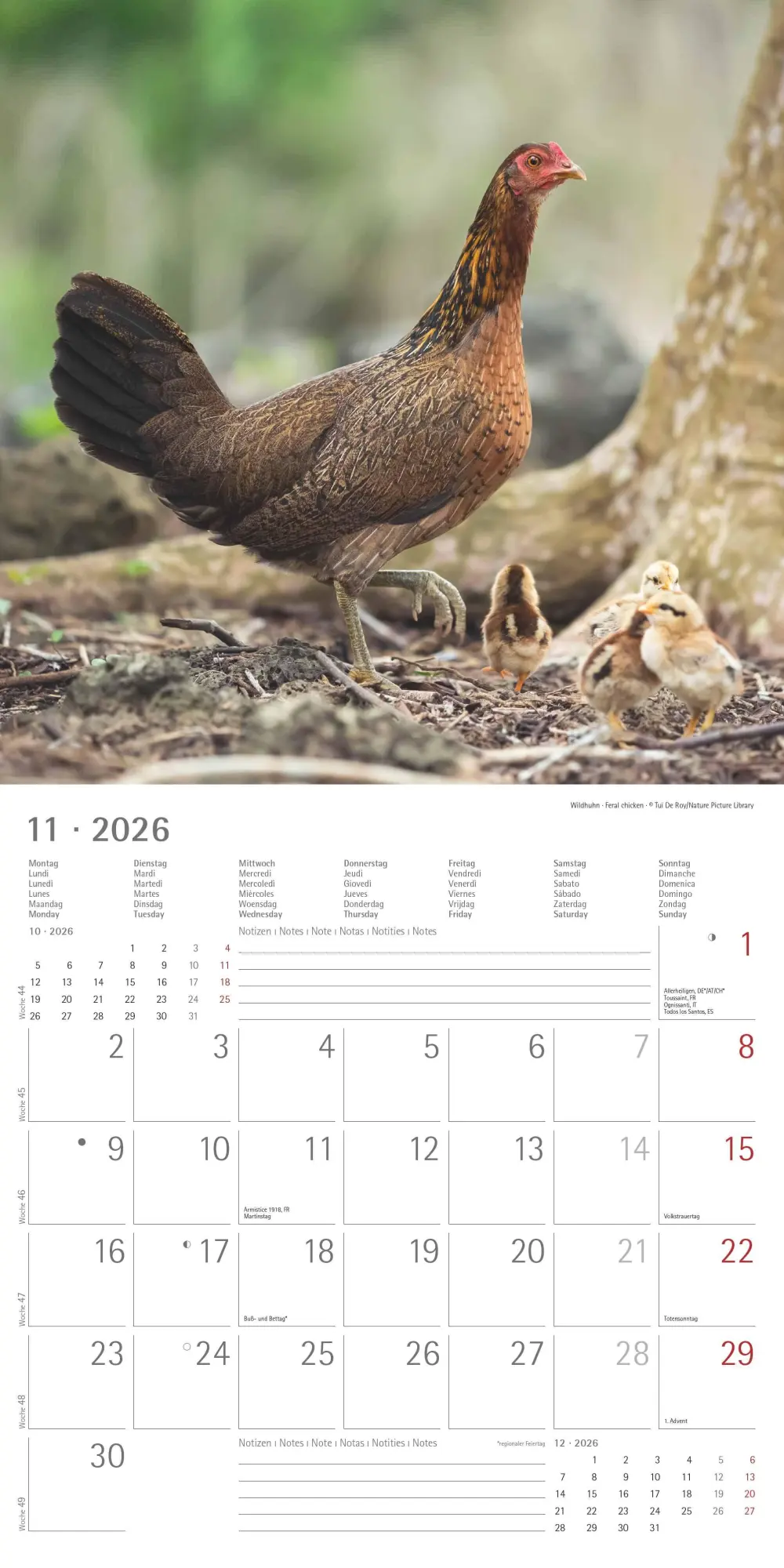 Bild: 4069095002722 | Hühner 2026 - Broschürenkalender 30x30 cm (30x60 geöffnet) -...