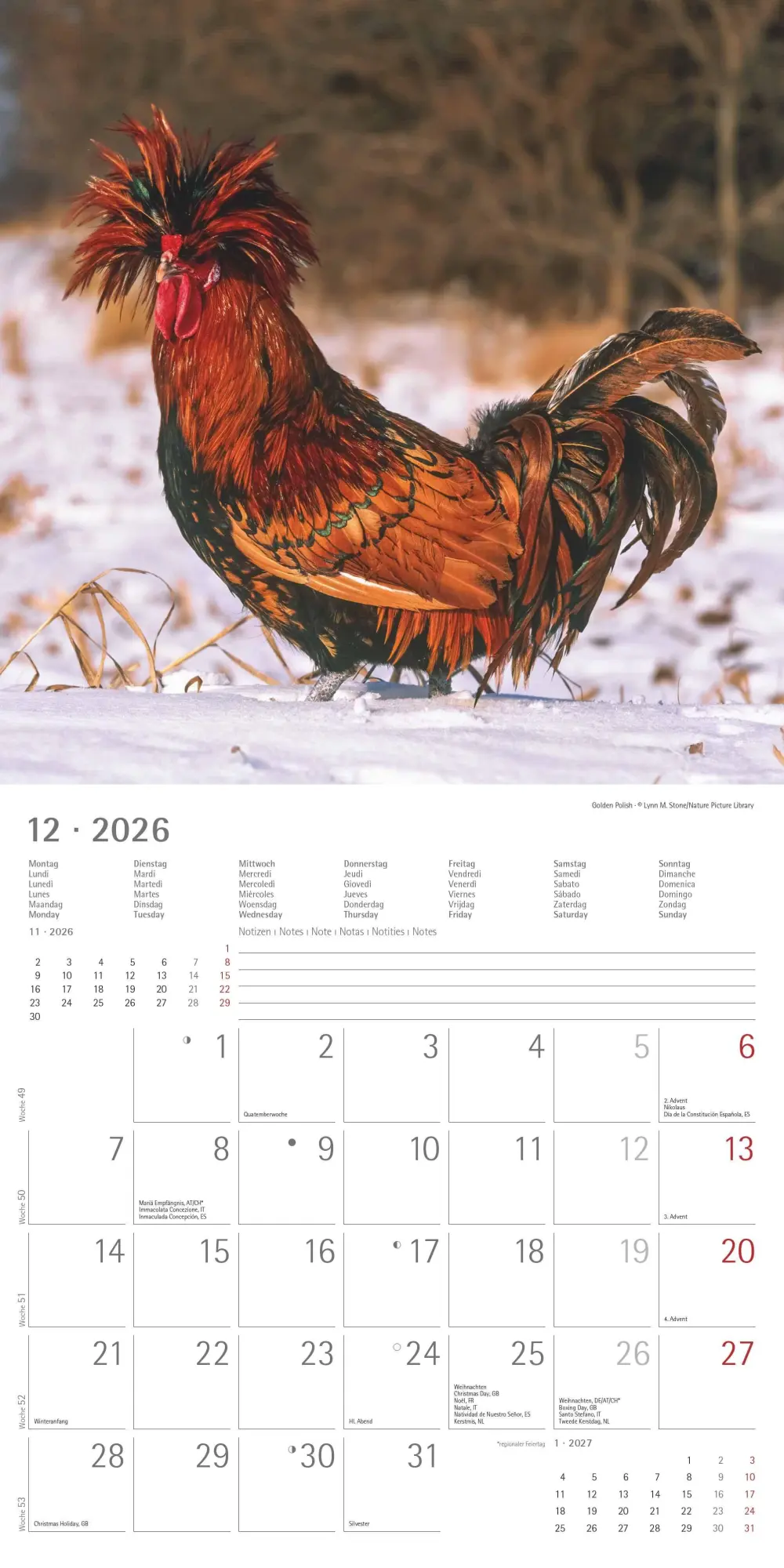 Bild: 4069095002722 | Hühner 2026 - Broschürenkalender 30x30 cm (30x60 geöffnet) -...