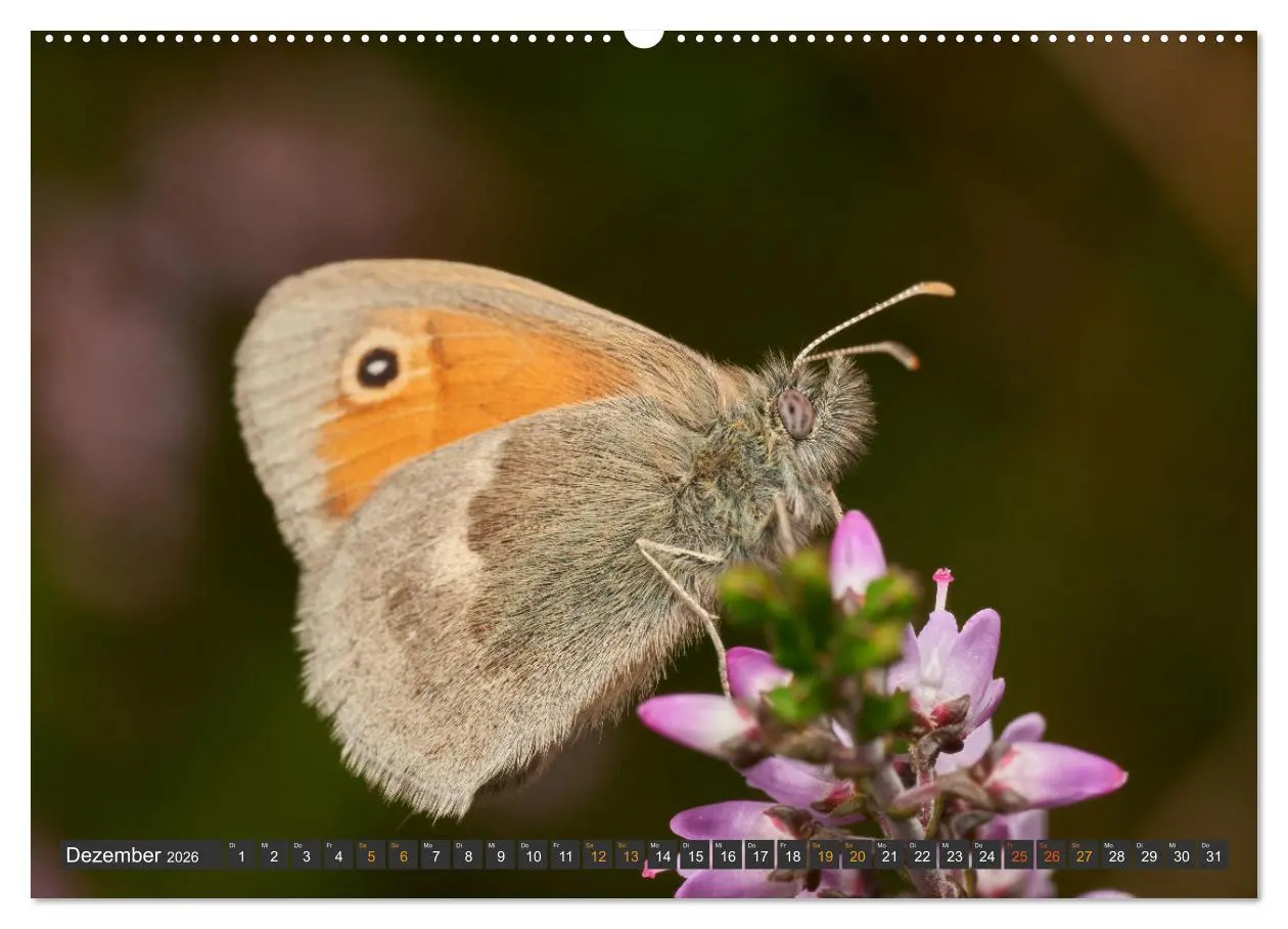 Bild: 9783457432822 | Schmetterlinge - von Blüte zu Blüte - (hochwertiger Premium...
