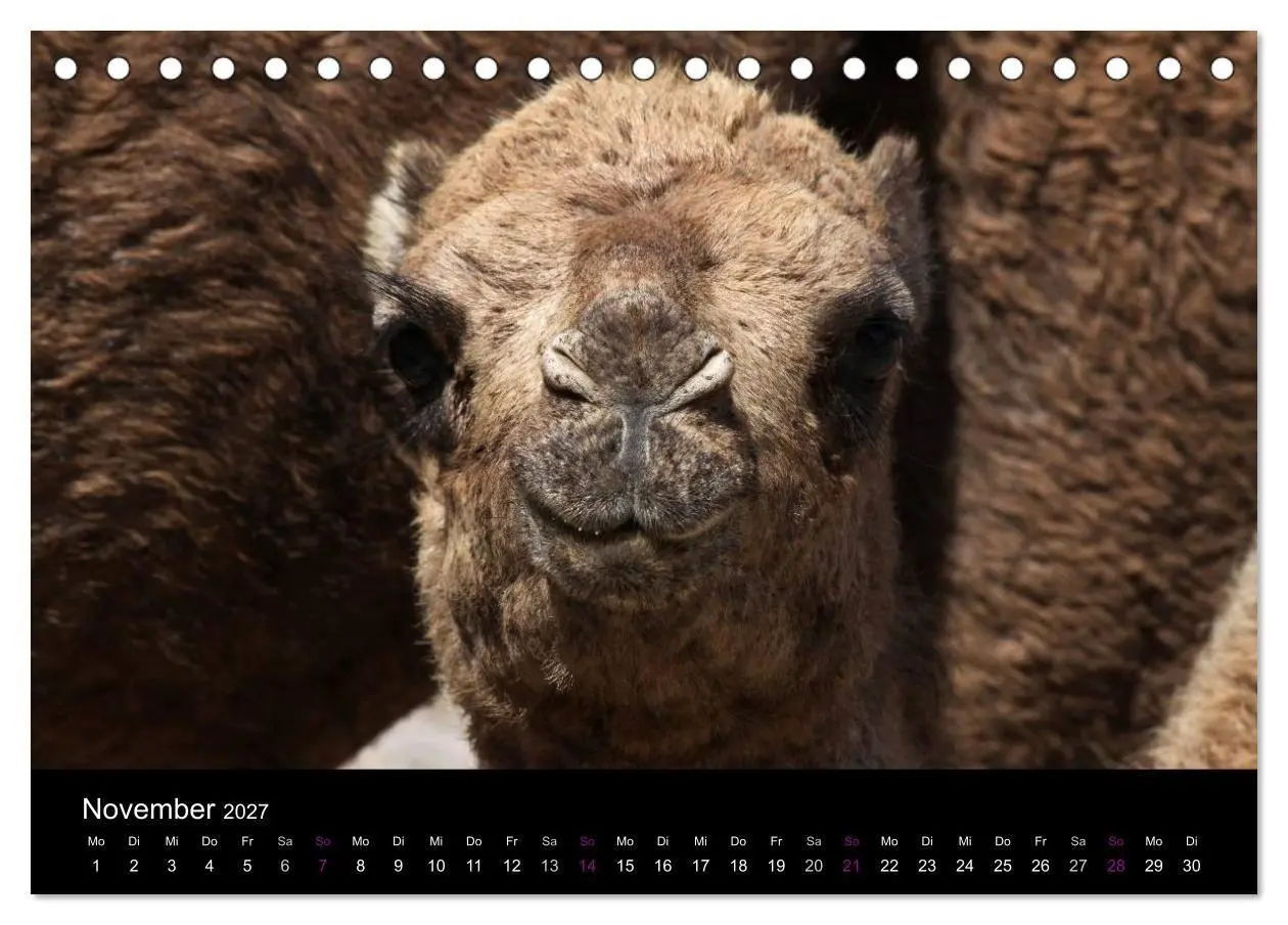 Bild: 9783594122822 | Kamele 2027 - Unterwegs mit zottigen Wüstenschiffen (Tischkalender...