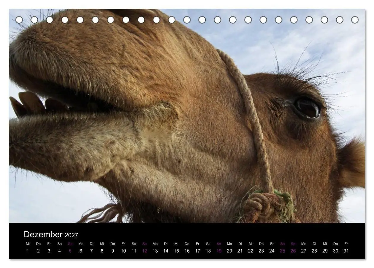 Bild: 9783594122822 | Kamele 2027 - Unterwegs mit zottigen Wüstenschiffen (Tischkalender...