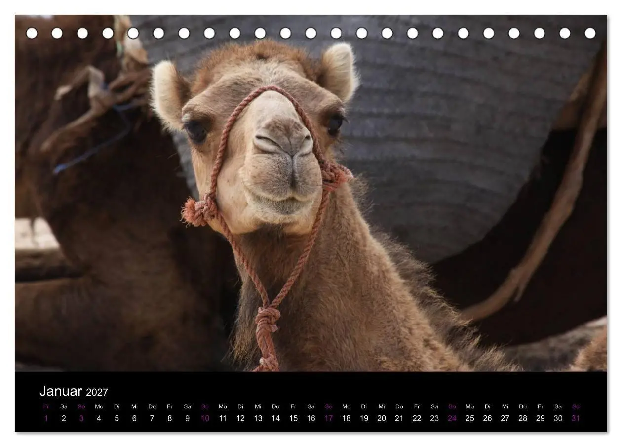 Bild: 9783594122822 | Kamele 2027 - Unterwegs mit zottigen Wüstenschiffen (Tischkalender...