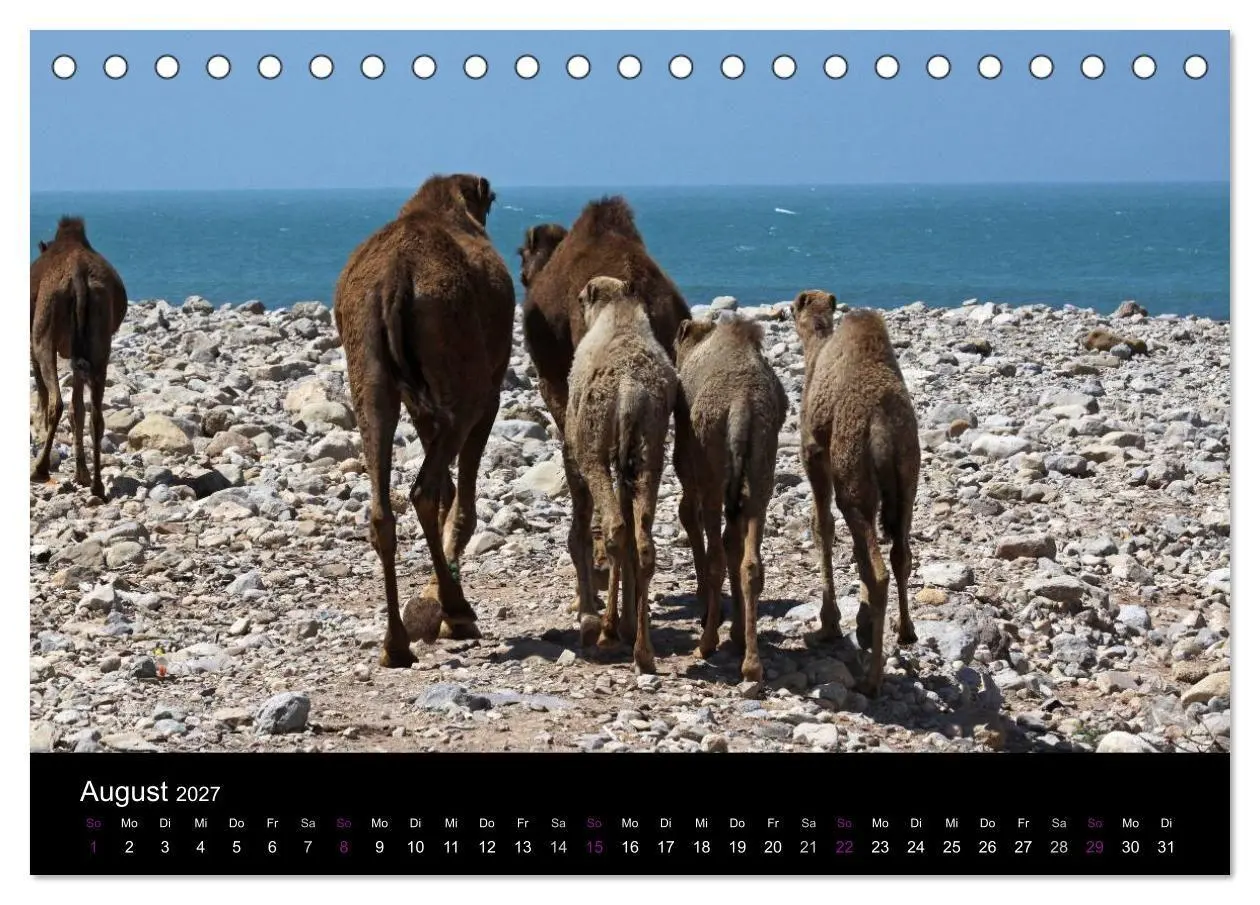 Bild: 9783594122822 | Kamele 2027 - Unterwegs mit zottigen Wüstenschiffen (Tischkalender...