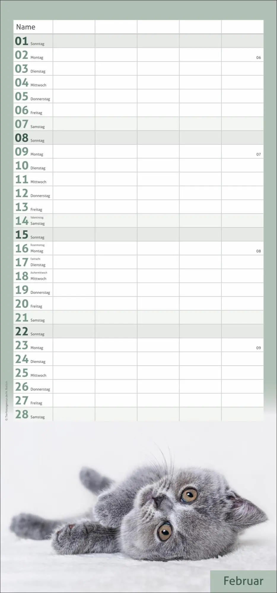 Bild: 9783756412822 | times&amp;more Katzen Familienplaner 2026 | Heye | Kalender | 13 S. | 2026