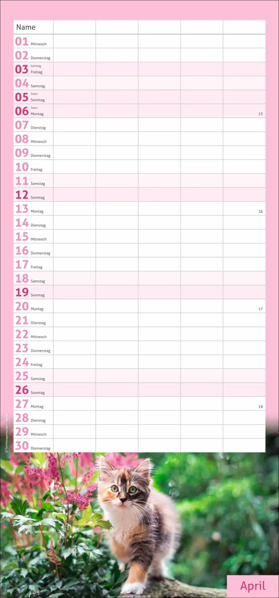 Bild: 9783756412822 | times&amp;more Katzen Familienplaner 2026 | Heye | Kalender | 13 S. | 2026