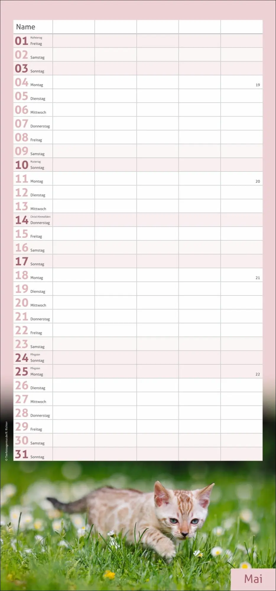 Bild: 9783756412822 | times&amp;more Katzen Familienplaner 2026 | Heye | Kalender | 13 S. | 2026