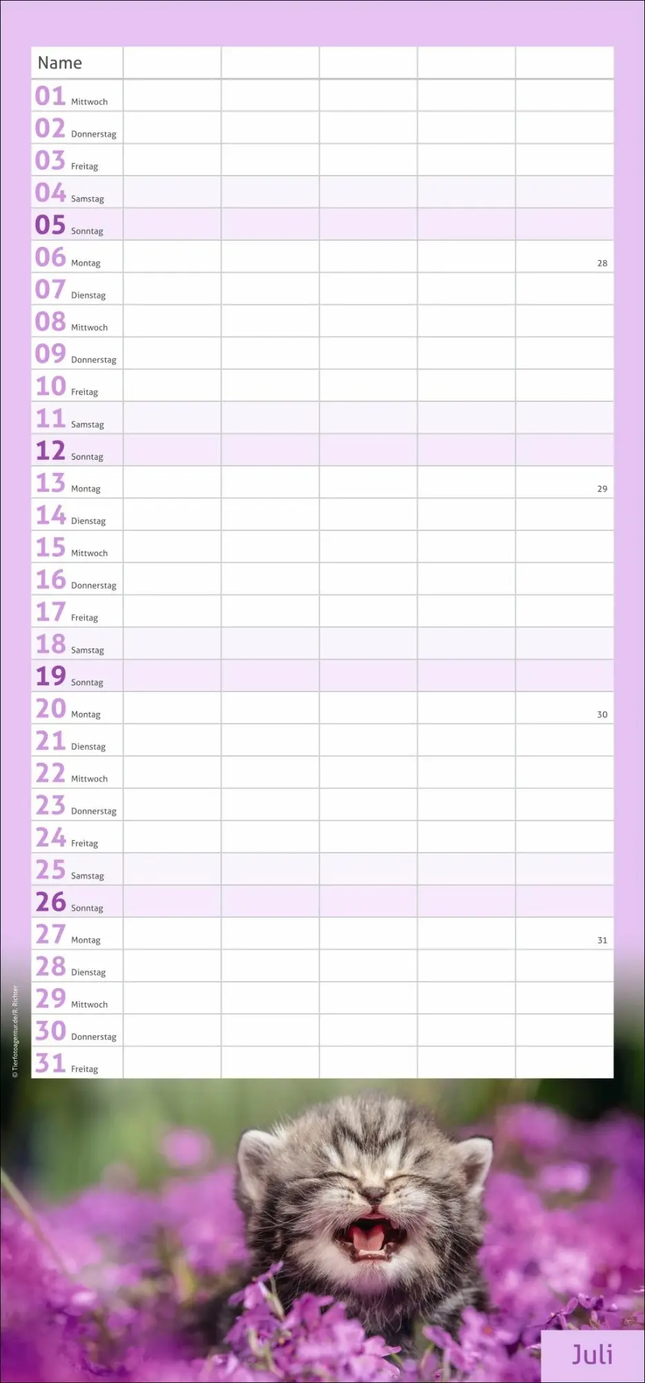 Bild: 9783756412822 | times&amp;more Katzen Familienplaner 2026 | Heye | Kalender | 13 S. | 2026
