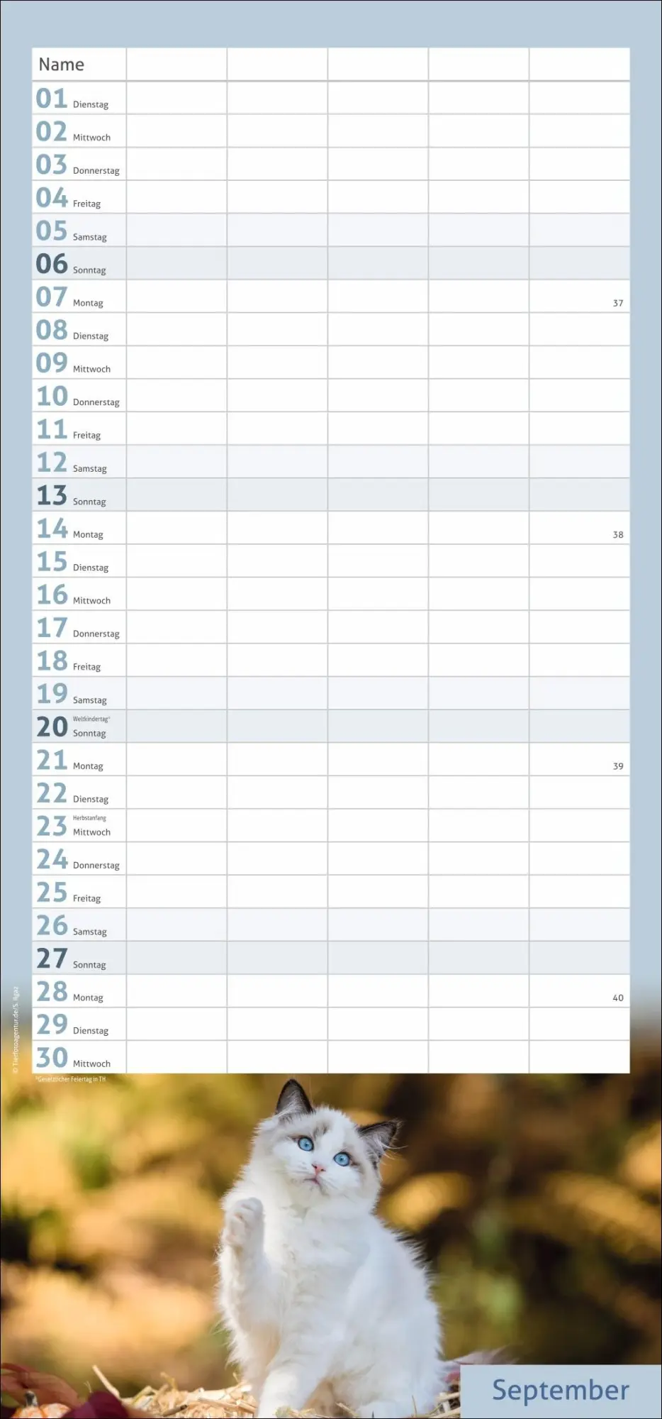Bild: 9783756412822 | times&amp;more Katzen Familienplaner 2026 | Heye | Kalender | 13 S. | 2026